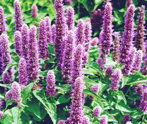 Agastache Giant Hyssop Lavender Blue Agastache Mexicana Seeds