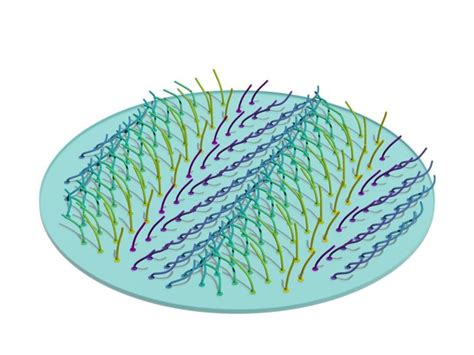 Phys.org on LinkedIn: New model describes synchronized cilia movement ...