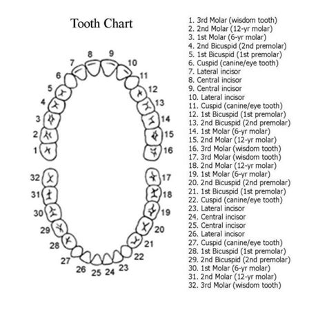 Step one to understanding dental speak... | Tooth chart, Dental teeth, Teething chart