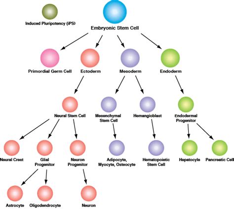 Stem Cell & Lineage Markers | Cell Signaling Technology