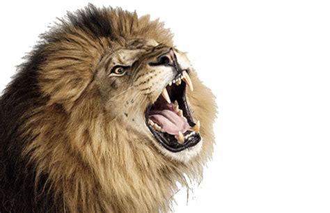 Roaring Lion Photos Transparent HQ PNG Download | FreePNGImg