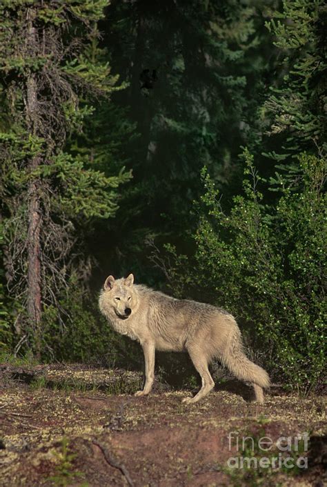 Gray Wolf Poses In Taiga Forest Canada Photograph by Dave Welling - Fine Art America