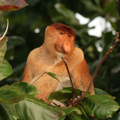 Proboscis Monkey Nasalis Larvatus in the Wild Stock Image - Image of jungle, larvatus: 118263069