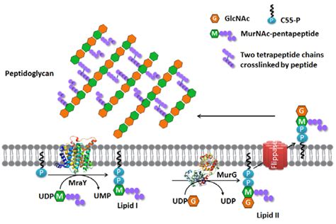 Peptidoglycan Structure Bacterial Cell Wall