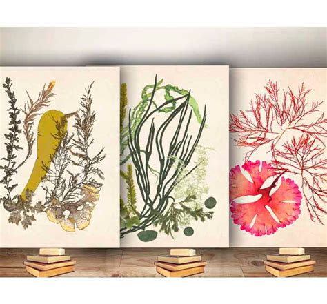 Seaweed Artwork Print, Pressed Seaweed Art, Ocean Art, Nautical Art, Marine Wall Decor, Sea ...