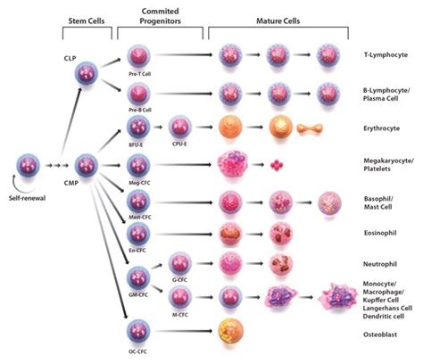 Hematopoietic Stem & Immune Cell Culture