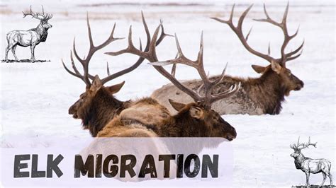 Northern Colorado Elk Migration - YouTube