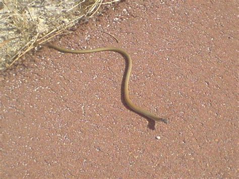 Animal Pictures: Dugite Snake