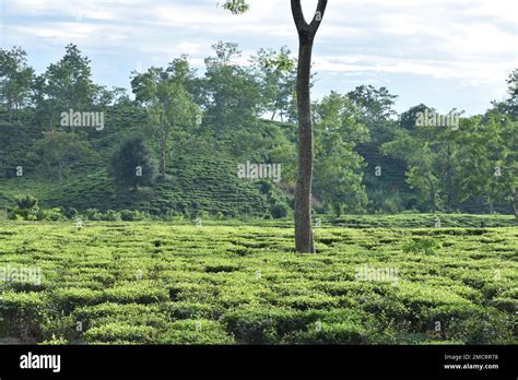 A tea garden in India Stock Photo - Alamy