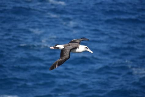 Dynamic soaring - flight of the albatross - Blogionik