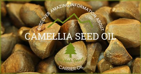 Camellia Seed Oil - The Herb Forest