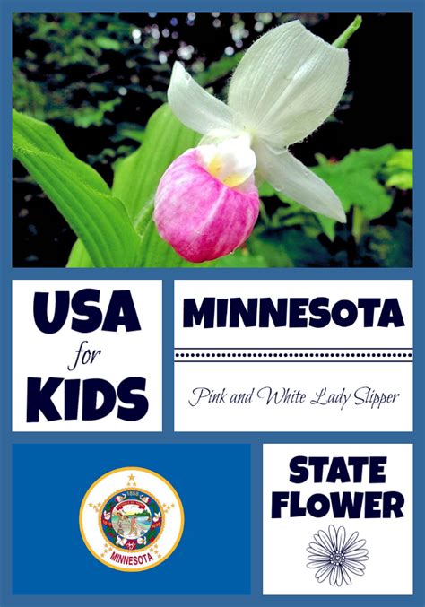 Minnesota State Flower - Pink and White Lady Slipper