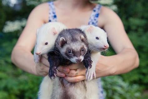 How Much Do Ferrets Cost? The Ultimate Beginner's Guide – The Modern Ferret