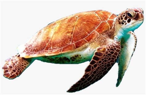 Sea Turtle Png Photo - Sea Turtle Transparent Background Transparent PNG - 450x450 - Free ...