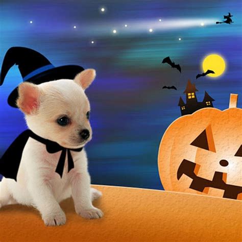 Puppy Halloween Wallpapers - Top Free Puppy Halloween Backgrounds ...