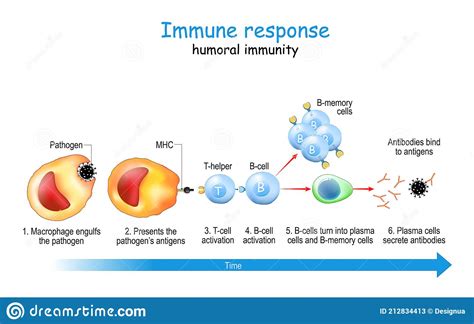 Humoral Immunity Diagram