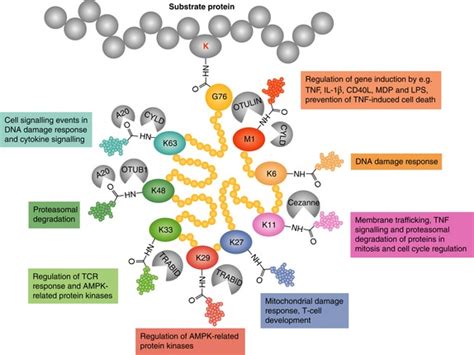 Different ubiquitin linkage types and their role in immune ...