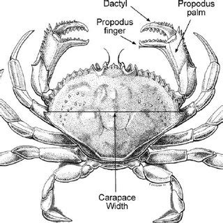 Dungeness Crab Anatomy | Hot Sex Picture