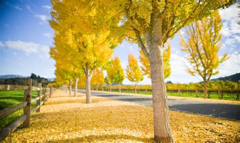 5 Reasons to Visit Napa Valley this Fall | Visit napa valley, Visiting ...