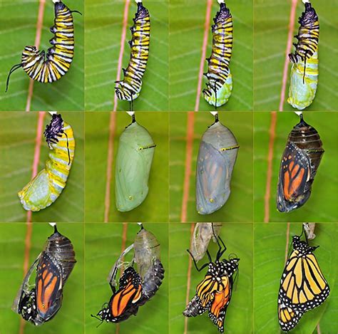 Butterfly hatching, Butterfly metamorphosis, Monarch butterfly garden