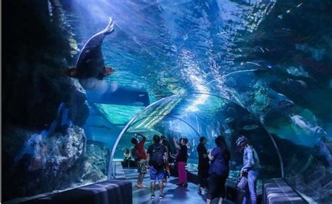 SEA LIFE Bangkok Ocean World (Bangcoc) - ATUALIZADO 2020 O que saber antes de ir - Sobre o que ...