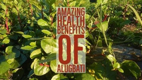 8 Amazing Health Benefits Of Alugbati | pangbenta.com