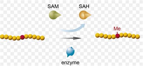 Methyltransferase Assay S-Adenosyl Methionine Methylation Lysine, PNG ...