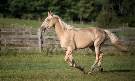 Tennessee Walking Horse Breed Profile