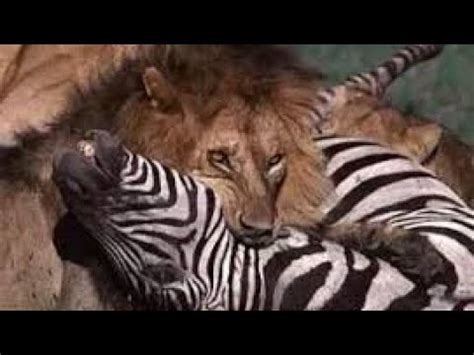 Zebra on the menu!!! Lions eat zebra alive caught on camera | Zebra ...