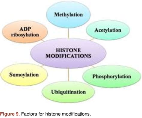 Mechanism of DNA demethylation. | Download Scientific Diagram