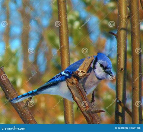 Blue Jay stock photo. Image of eyes, perched, feathers - 52318282