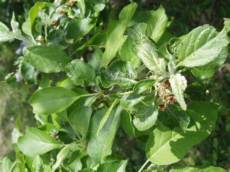 Malus domestica (Apple, Apples) | North Carolina Extension Gardener ...