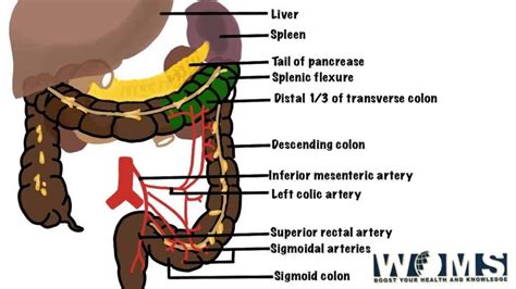 Sigmoid Colon: 7 important clinical conditions - WOMS