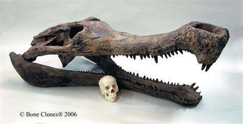 Sarcosuchus imperator Supercroc Skull - Bone Clones, Inc ...