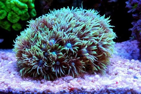 Goniopora Coral For Sale (Goniopora lobata). TOP Care facts. Reefs4Less.com