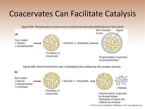 PPT - Chapter 4 From Molecules to Cells and the Origin of Selection PowerPoint Presentation - ID ...