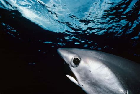 Big-eye thresher shark (Alopias superciliosus), which can grow up to 5m long. Its large eyes ...