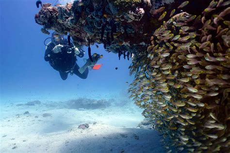 The Seasons Of Ningaloo Reef | Exmouth Dive and Whale Sharks