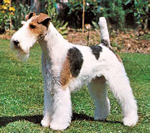 About Dog Wire Fox Terrier: Basics of Wire Fox Terrier Training