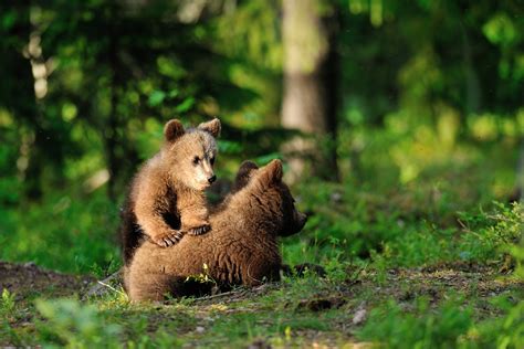 Brown bear cubs playing by Erik Mandre - Photo 65718673 / 500px