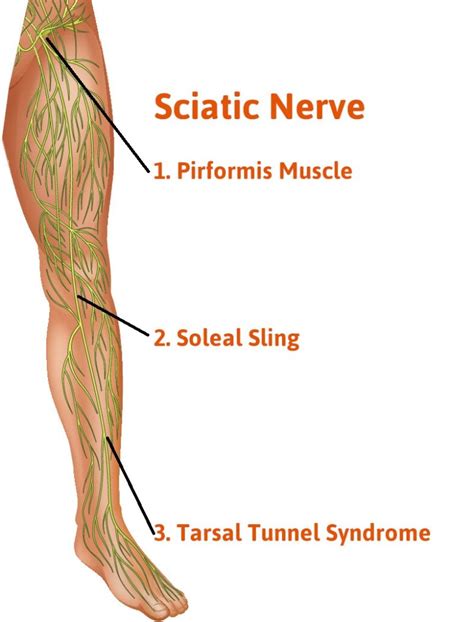 Posterior Tibial Nerve: Anatomy, Function, and Disorders