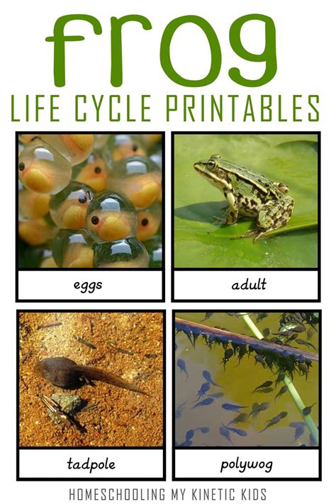 Frog life cycle wheel printable - hilostorage