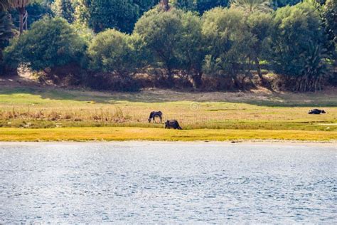 The bank of the Nile river stock image. Image of prairie - 200085263