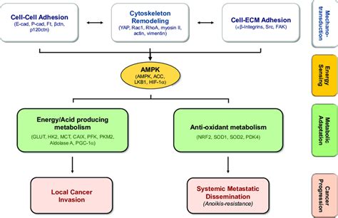 The molecular link between mechanotransduction and metabolic ...