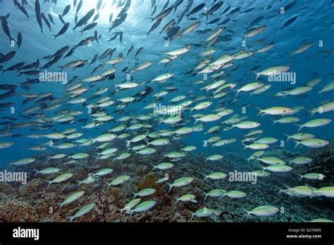 Swarm Gold-band fusilier (Caesio caerulaurea), Great Barrier Reef, Queensland, Cairns, Pacific ...