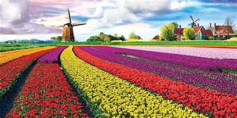 A Look at Tulip Festivals Around the World | TravelSquire