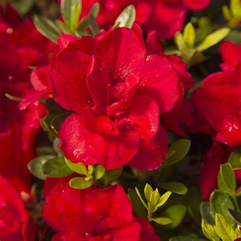 Discover The Benefits of Planting Encore Azaleas in the Fall | Reblooming flowers, Red flowers ...