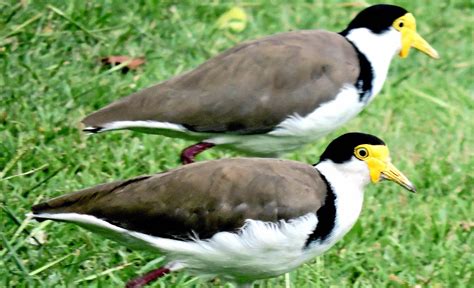 Plovers in the air, everywhere you look around | Gympie Times