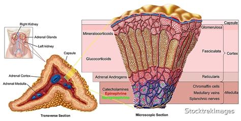 "Anatomy of adrenal gland, cross section." by StocktrekImages | Redbubble