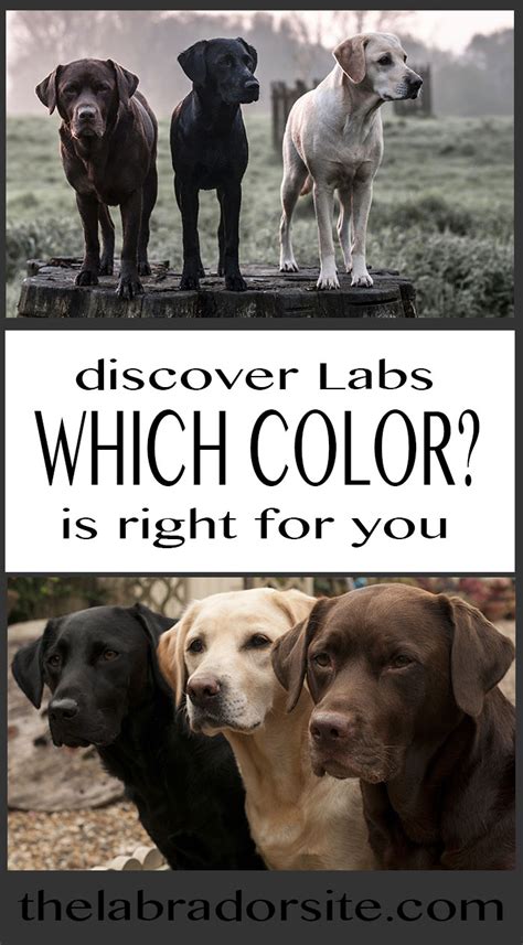 Which Labrador Colour is Best?